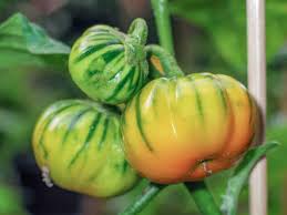 Image result for Solanum aethiopicum