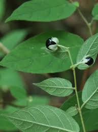 Image result for Solanum cyaneopurpureum