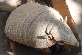 Armadillo Animal Information - Mammal With A Shell!