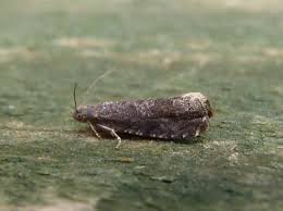 Image result for Cydia microgrammana