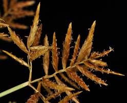 Image result for Cyperus costatus