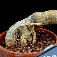 Image result for Adenium swazicum