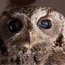 42 Amazing Things You Might Not Believe Are Real Blind Owl Owl Owl Eyes