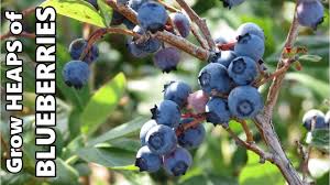 Blueberries produce fruit on branches that were produced the previous year. Growing Blueberries In Containers Fertilising Acidifying The Soil Overwintering Youtube