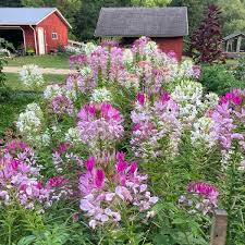 Image result for Cleome