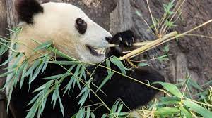 They spray urine, claw tree trunks and rub against objects to mark their paths. How Pandas May Be Eating Their Way To Extinction Los Angeles Times