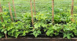 Dig a hole slightly wider than and the same. How To Grow Runner Beans Plus Bean Frame Designs Vegetable Growing