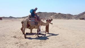 Click to book customized cheap egypt holiday packages & get exciting deals for makemytrip currently offers over 24 tour packages to egypt, with prices starting as low as rs.31316. Woman Riding Camel Stock Video Footage 4k And Hd Video Clips Shutterstock