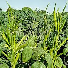 Image result for Cyamopsis