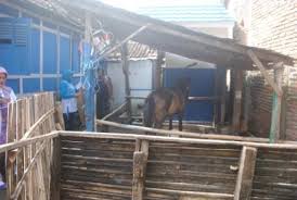 Favorite place for share on cyber. Kandang Kuda Bersih Dinilai Sarangge Mbojo