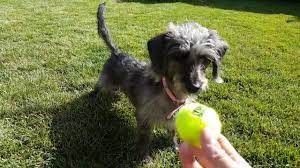 More images for weiner dog and poodle mix » Miniature Dachshund Poodle Cross Playing Fetch Youtube