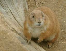 Image result for Cynomys gunnisoni obrázek