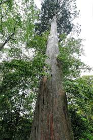 Image result for Copaifera baumiana