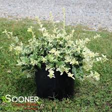 Image result for Euonymus fortunei