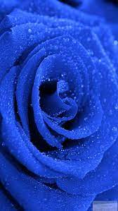 Descarga Los Mejores Fondos De Pantalla De Color Azul Gratis Sfondi Floreali Sfondi Per Iphone Sfondi Iphone