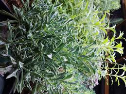 Image result for Senecio sp.no.1