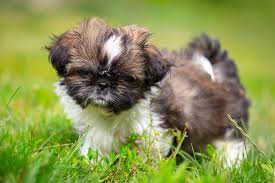 Maybe you would like to learn more about one of these? Shih Tzu Kosten Shih Tzu