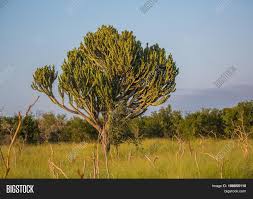 Jump to navigation jump to search. Landscape Hlane Royal Image Photo Free Trial Bigstock