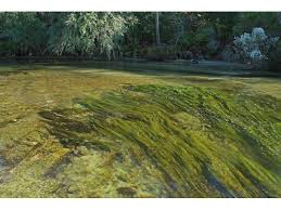 Image result for Stuckenia