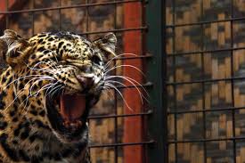 Macan tutul muda yang disebut turun gunung ke pemukiman warga dan menyantap ternak berhasil dibius dan dievakuasi petugas untuk kemudian telah masuk seekor satwa macan tutul yang diperkirakan masuk dan terperangkap dalam kandang unggas pada malam hari sebelumnya, dan. Bersiasat Merawat Satwa Yang Terancam Punah Saat Wabah Corona Mongabay Co Id