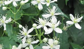 Clematis ( clematis viticella 'valour') clematis 'van gogh'. Clematis Change Flower Color From White To Purple This Year