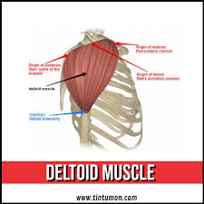 ■ aus drei teilen bestehender, deltaförmiger muskel an der außenfläche des mụsculus deltoides, anatomie: Deltamuskel Vorlage Postermywall
