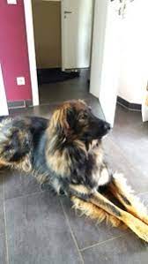 A livestock guardian dog (lgd) is a dog type bred for the purpose of protecting livestock from predators. Ciobanesc Romanesc Carpatin