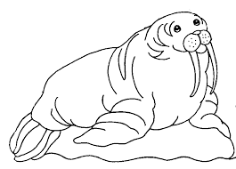 Some of the coloring page names are walrus coloring for kids supplyme, clifford the big red dog coloring, large black and white walrus royalty clipart picture, steigrad coloring. Walrus Coloring Page Animals Town Animal Color Sheets Walrus Picture