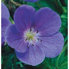 Image result for Geranium bohemicum Orhcid Blue