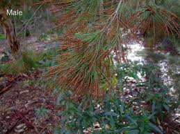 Image result for Casuarina littoralis