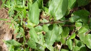 Image result for Commelina bracteosa