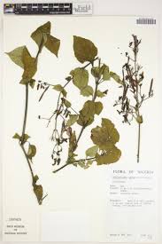 Image result for Blepharis involucrata