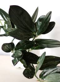 Scindapsus Treubii Nearly Black Or Moonlight Etsy Plant Leaves Plants Leaves