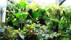Learn tips and secrets to creating a more stylish outdoor space in this design course and. Water Plants With Club Soda To Make Them Grow Faster And Healthier Plants Water Plants Propagating Plants