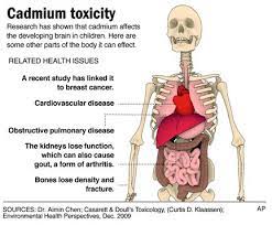 Environmental Toxins That Cause Kidney Disease And Failure