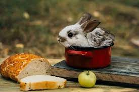 That is why at the first time we answer the question of can rabbits eat bread or not, we said it is okay but. Can Rabbits Eat Bread We Re All About Pets