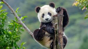 Pandas is used to analyze data. China Removes Giant Pandas From Endangered Species List Axios