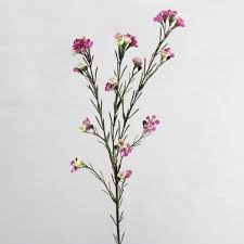 Artificial Australian Native Geraldton Wax Flower Looks Real Good Value Australian Native Flowers Small Flower Drawings Australian Flowers
