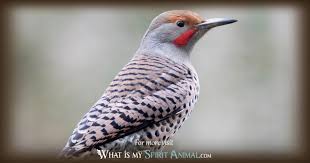 Discover the best free photos from flickr. Flicker Symbolism Meaning Spirit Totem Power Animal