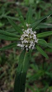 Image result for Spermacoce pusilla