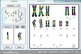 Definition and importance of karyotype test (karyotyping) in human. Ideas Archives Page 3 Of 5 Explorelearning Pd Resources