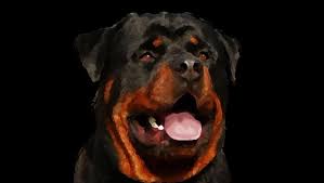 Moto X Animal Rottweiler Wallpaper Id 1280 1024 Rottweiler Wallpaper 34 Wallpapers Adorable Wallpapers Rottweiler Rottweiler Mix Rottweiler Funny