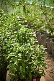 Make your 5 gallon bucket mobil. 55 Best 5 Gallon Bucket Gardening Ideas Bucket Gardening Container Gardening Organic Gardening