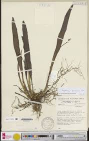 Image result for Polystachya hastata