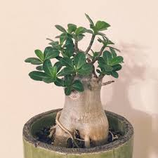 アデニウムの育て方 植え替えや種まきの時期は Greensnap グリーンスナップ