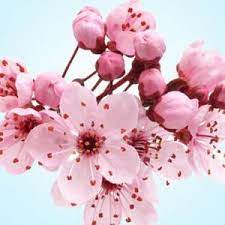 Japanese Cherry Blossom Scent In 2021 Cherry Blossom Fragrance Japanese Cherry Blossom Japanese Cherry