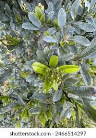 Image result for Gerrardina