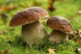 Champignons Bolets De Paris Dans Les Sauces Ou En Accompagnements Champignons Farcis Champignon Comestible Photos De Champignons