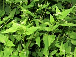 Image result for Persicaria nepalensis