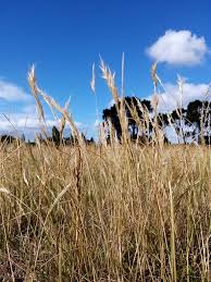 Image result for Rytidosperma davyi